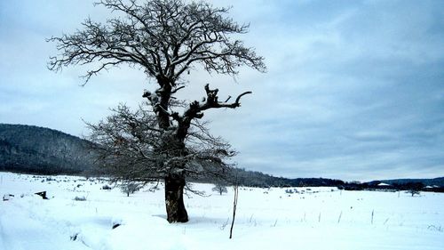 Tree on snow covered landscape against sky