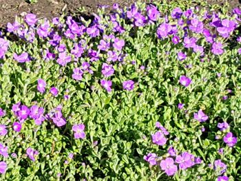 Purple flowers growing in field