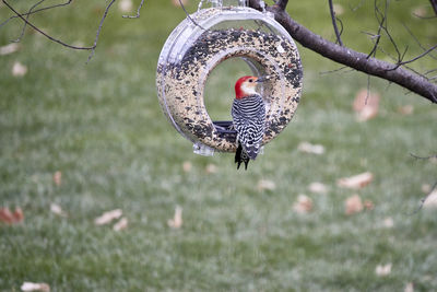 Bird perching on a tree