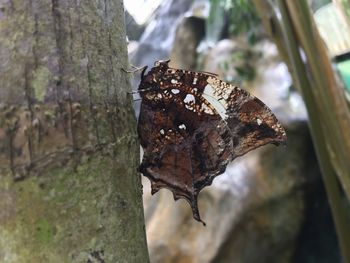 Close-up of butterfly on tree trunk