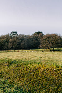 Scenic view of field against clear sky