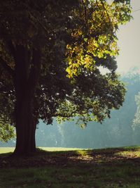 Trees growing on grassy field