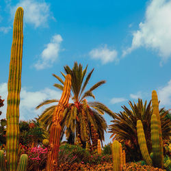 Cactus lover concept canary island