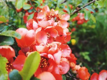 Close-up of red flowers blooming outdoors