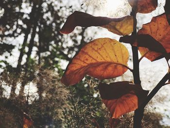 Close-up of autumnal leaves against trees