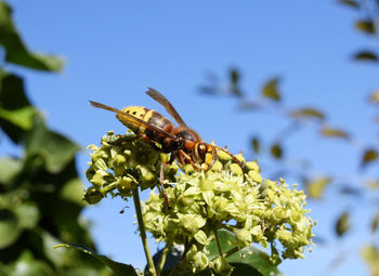 Close-up of bee pollinating on flower