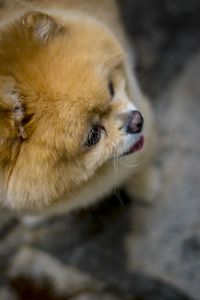 Close-up of a dog looking away