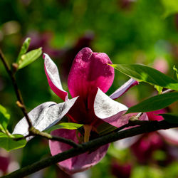 Close-up of pink flowering plant