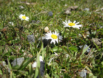 Close-up of flowers blooming on field