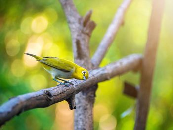 Bird warbling white-eye. bird distinctive white eye-ring and overall yellowish upper parts