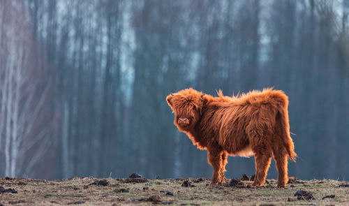 Innocence unveiled. adorable wild cow calf amidst early spring in northern europe