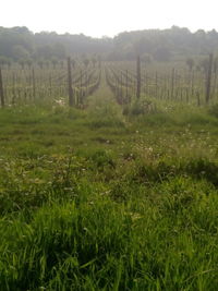 Scenic view of agricultural field