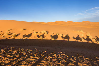 Shadow of camels on desert against blue sky