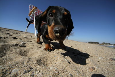 Portrait of dog on beach