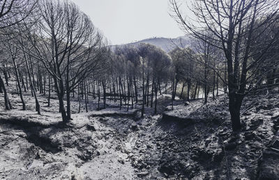 Bare trees on landscape against sky