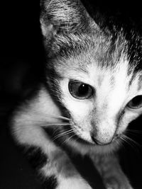 Close-up portrait of animal eye