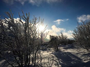 Bare trees against sky during winter