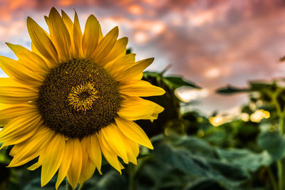 Close-up of sunflower