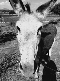 Close-up of a horse on a field