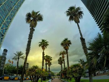 Low angle view of palm trees against sky