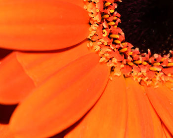 Close-up of orange flower