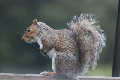 Close-up of squirrel on tree