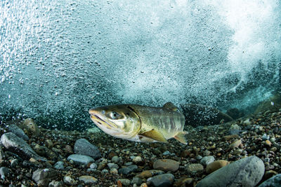 Fish swimming in sea