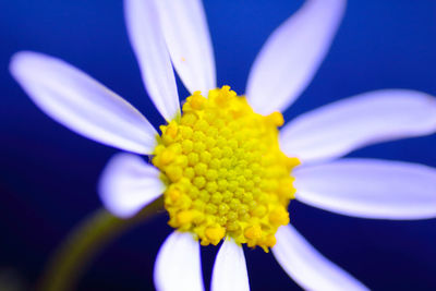 Close-up of yellow flower