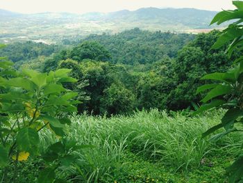 Scenic view of trees growing on field