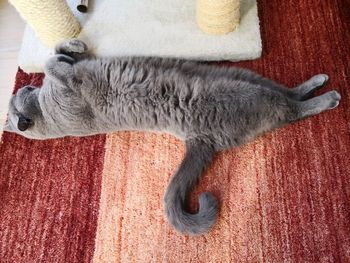 Close-up of a cat sleeping