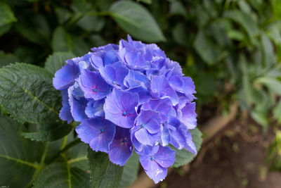 Close-up of purple hydrangea