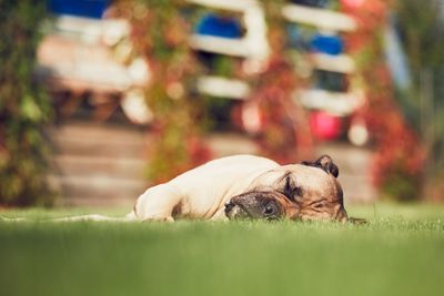 Close-up of dog lying down on grass