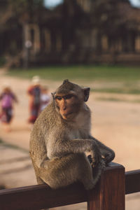 Close-up of monkey sitting looking away outdoors