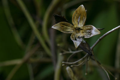 Close-up of wilted flower