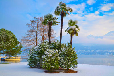 Trees on snow covered land against sky