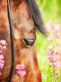 Close-up of a horse