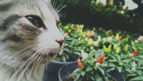 Close-up of cat