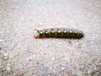 Close-up of caterpillar