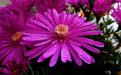 Close-up of water drops on purple flower