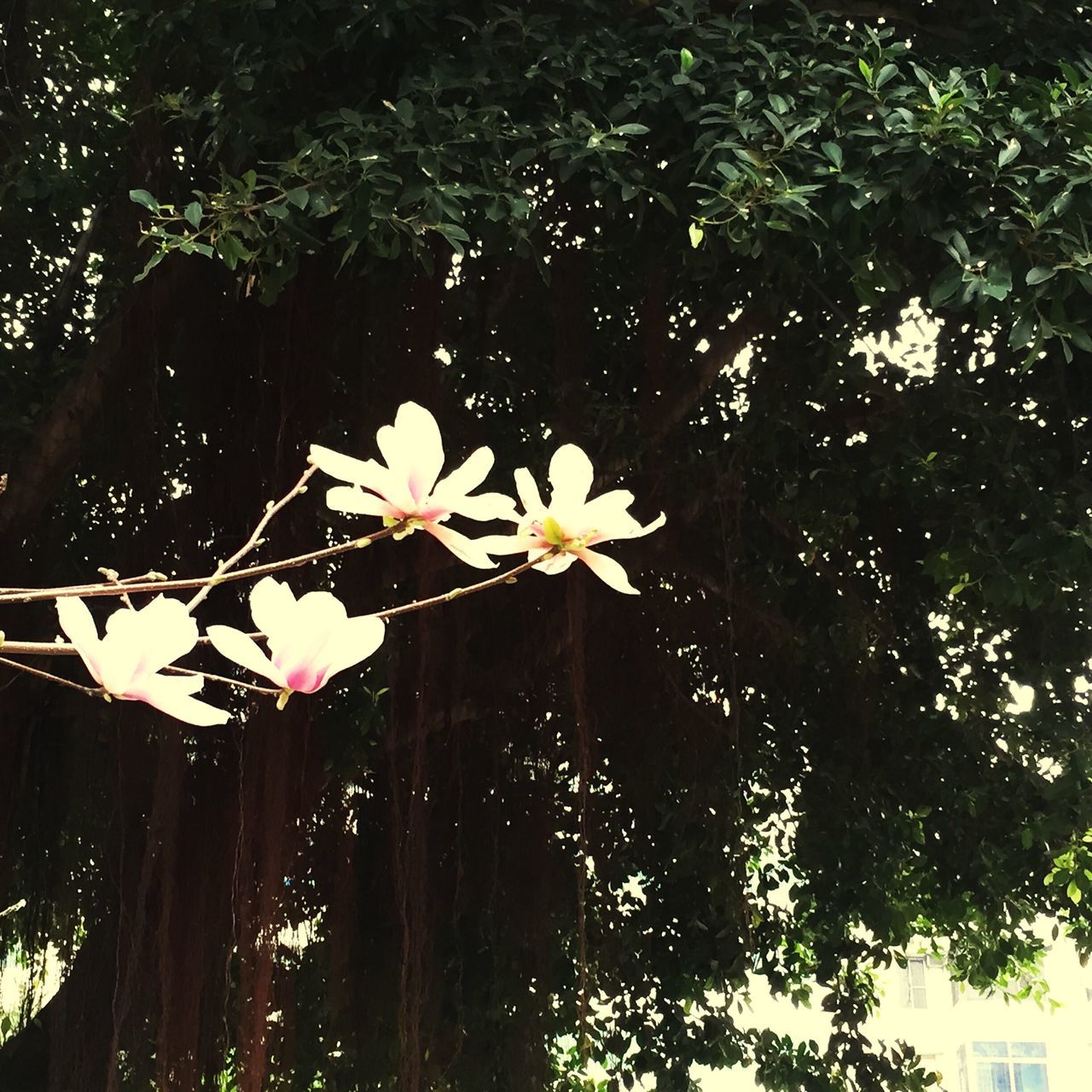 flower, tree, growth, nature, white color, beauty in nature, leaf, day, outdoors, sunlight, no people, fragility, lake, plant, freshness, petal, floating on water, pond, tranquility, high angle view