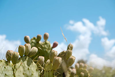 Low angle view of flowering plant against sky