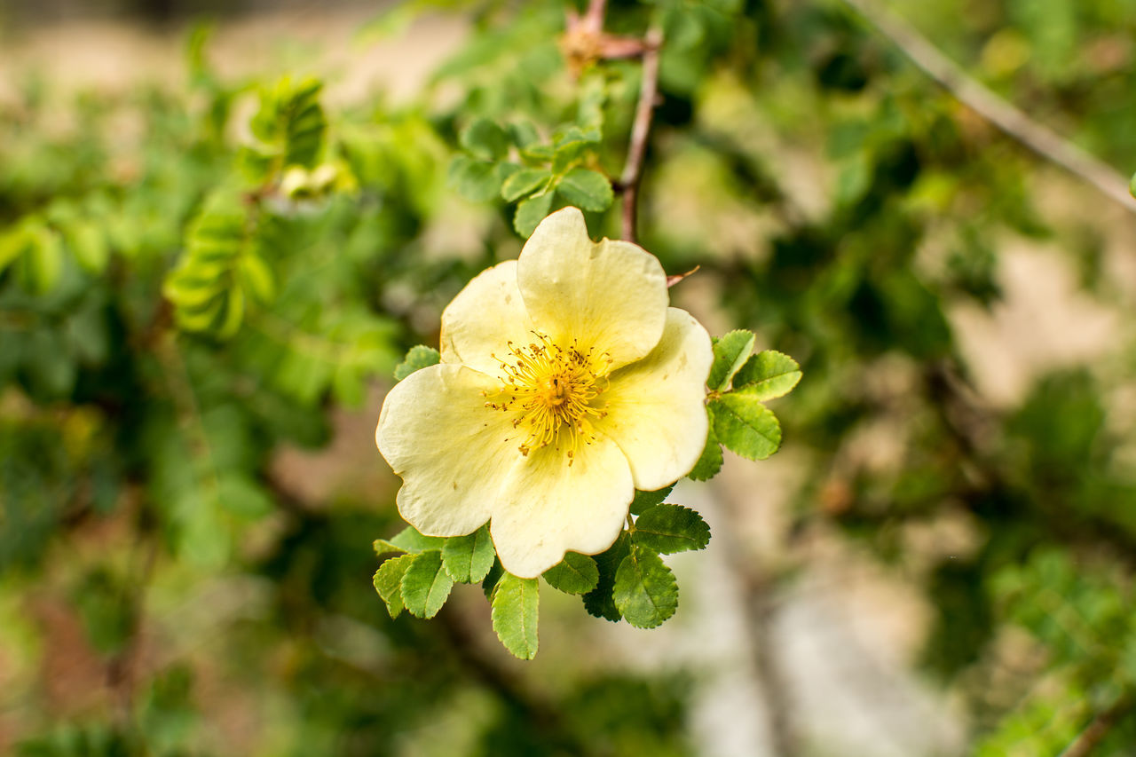 CLOSE-UP OF YELLOW FLOWERING PLANTS