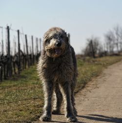 Dog on field against clear sky