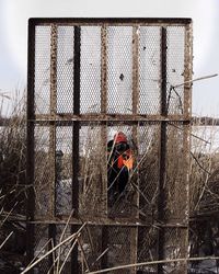 Chainlink fence