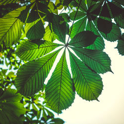 Close-up of green leaves