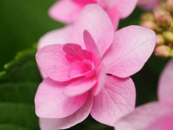 Close-up of pink flowers