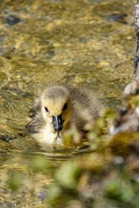Portrait of young bird on land