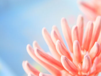 Close-up of flower against clear sky