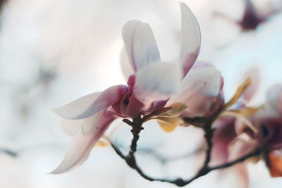 Close-up of flower tree