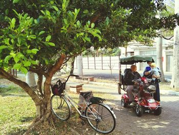 Bicycles riding bicycle on tree